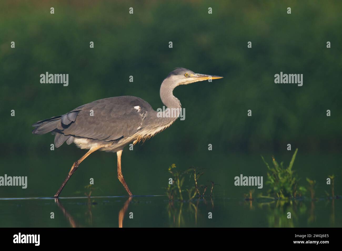 Uccello airone grigio, airone grigio Ardea cinerea uccello su sfondo verde scuro, tempo di caccia Foto Stock