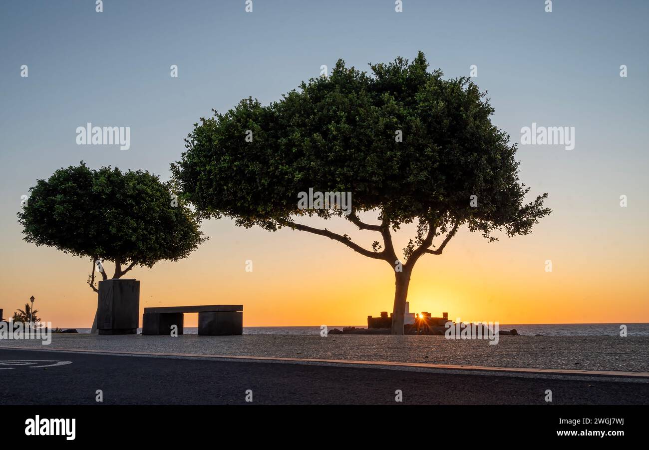 Sagoma di alberi all'alba sul lato del lungomare di Puerto del Carmen, Lanzarote, Isole Canarie Spagna Foto Stock