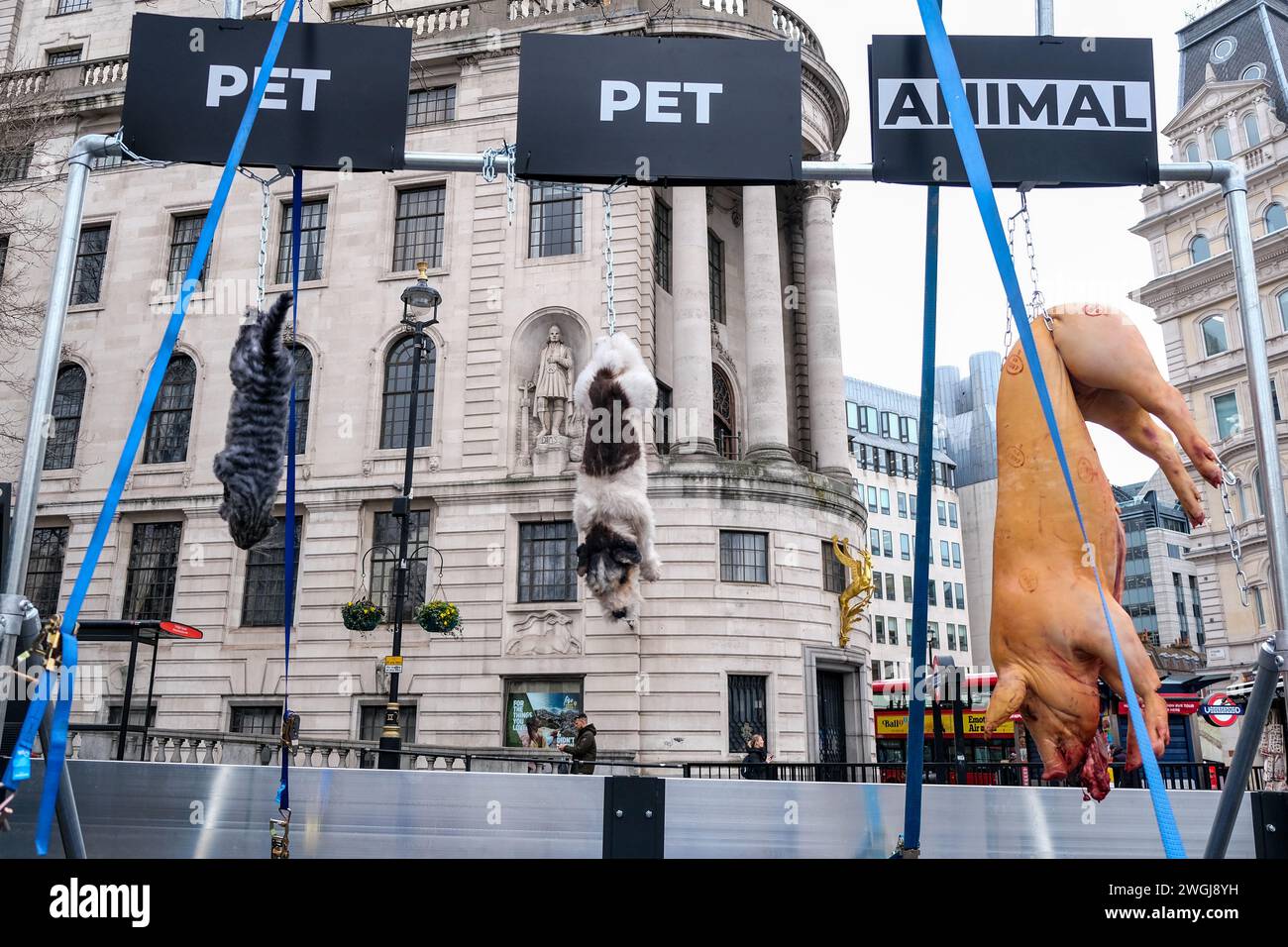 Londra, Regno Unito, 5 febbraio 2024. Organizzazione per i diritti degli animali Viva! promuove una nuova campagna con un maiale, un cane e un gatto morti, guidati dietro un furgone, sfidando il modo in cui vediamo e trattiamo diverse specie. Credito: Fotografia dell'undicesima ora/Alamy Live News Foto Stock