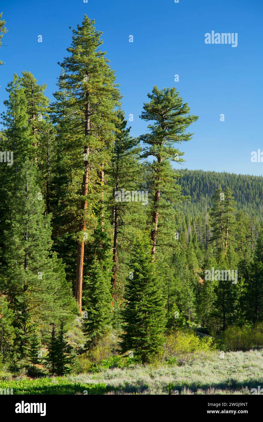 Ponderosa pine (Pinus ponderosa) foresta, Fremont National Forest, Oregon Foto Stock