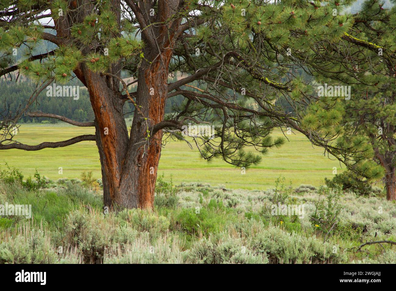 Ponderosa pine (Pinus ponderosa) da Camas Prairie, Fremont National Forest, Oregon Foto Stock