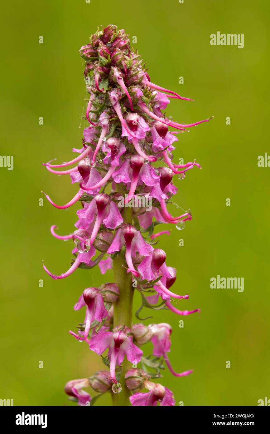 Elephanthead bloom vicino prato Rogger, Fremont National Forest, Oregon Foto Stock