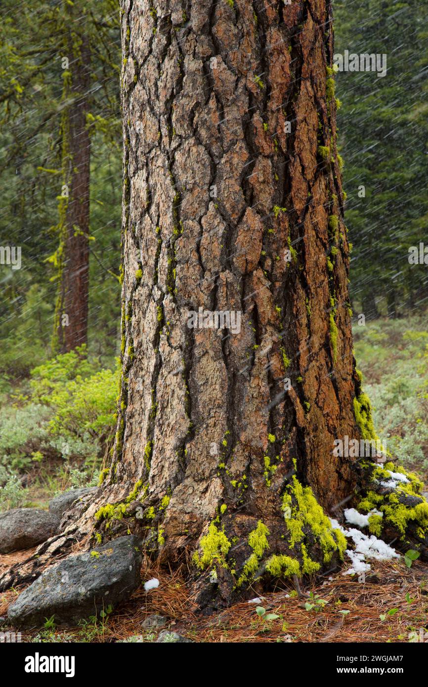 Ponderosa pine (Pinus ponderosa) a Walker sentiero, Fremont National Forest, Oregon Foto Stock