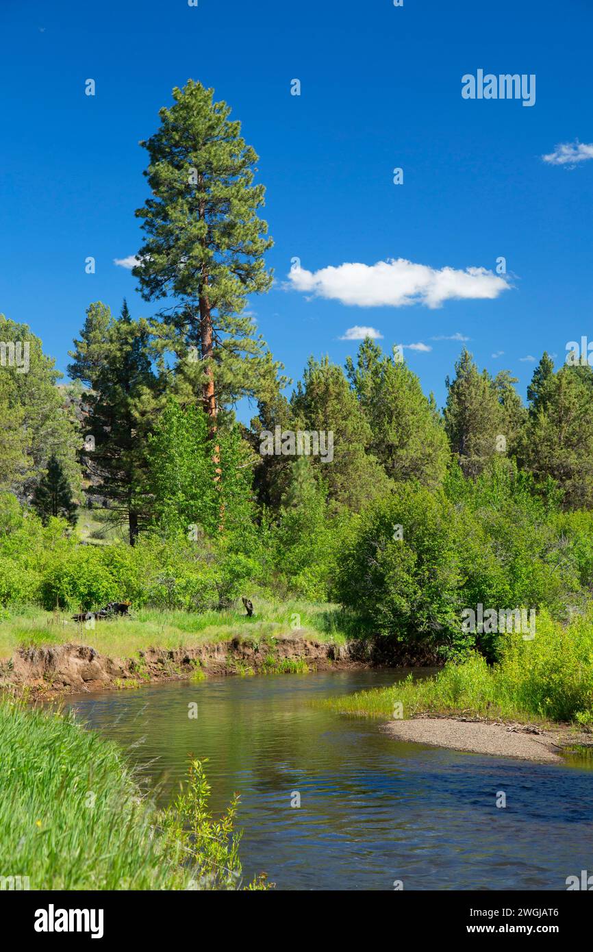 Ratti Sprague River, Fremont National Forest, Oregon Foto Stock