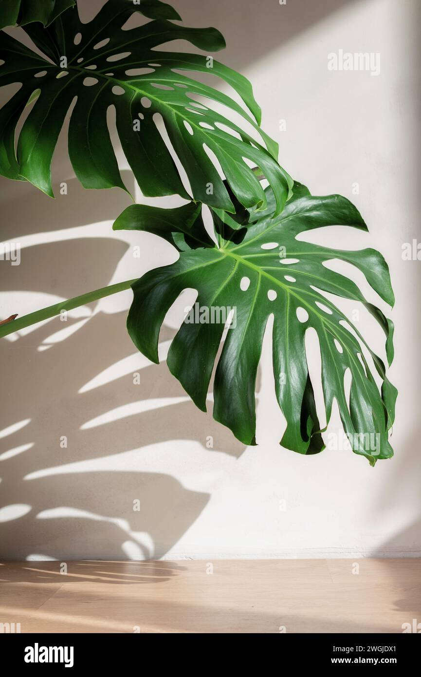 Monstera si apre su una parete bianca in cemento con bellissime ombre dalla luce naturale del sole. Foto Stock