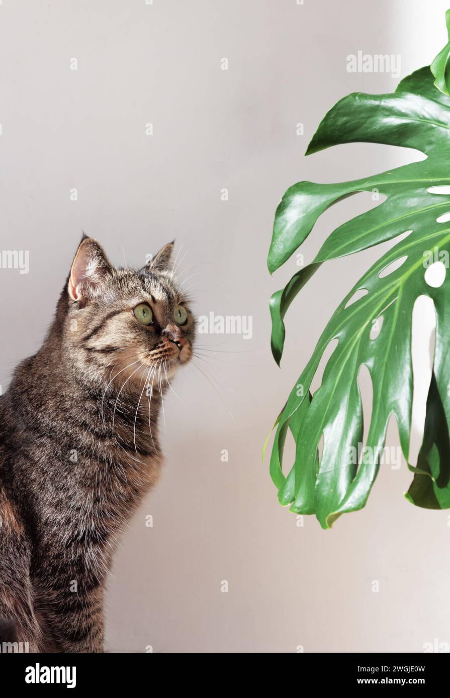 Il gatto domestico guarda una foglia verde di monstera alla luce del giorno su uno sfondo bianco della parete. Foto Stock