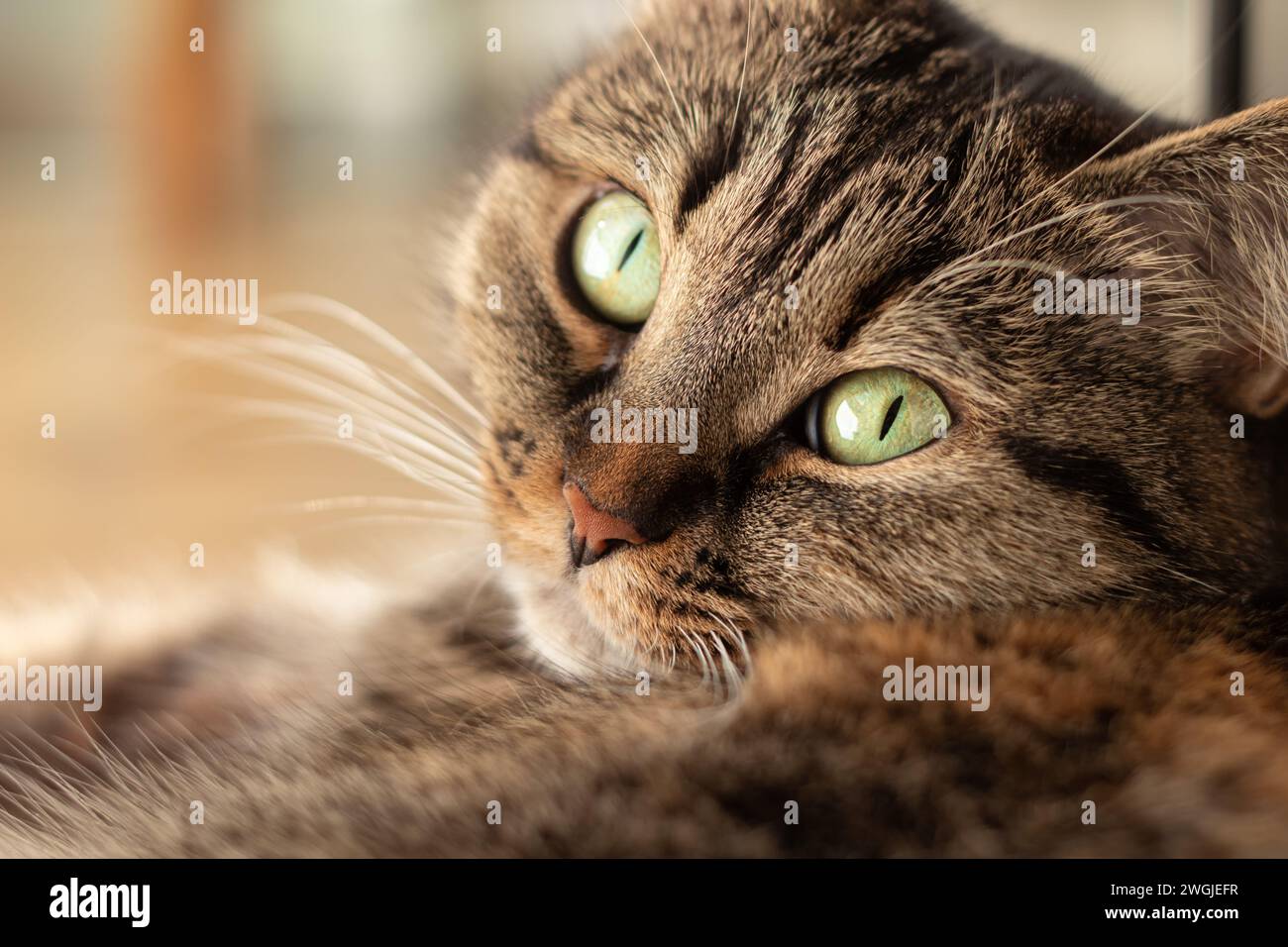 Primo piano di un gatto domestico con bellissimi occhi verdi sdraiati sul pavimento e che guardano nella telecamera. Messa a fuoco selettiva. Foto Stock