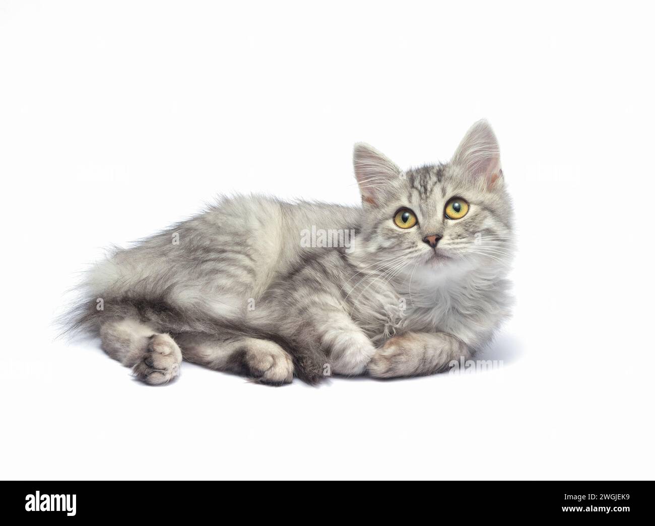 Il piccolo gattino grigio giace e guarda in alto su uno sfondo bianco. Foto Stock