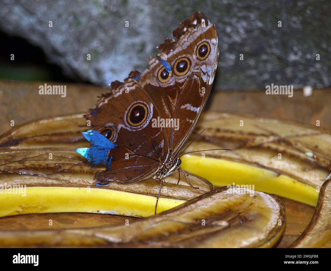 Farfalla morfo blu su bucce di banana. Foto Stock