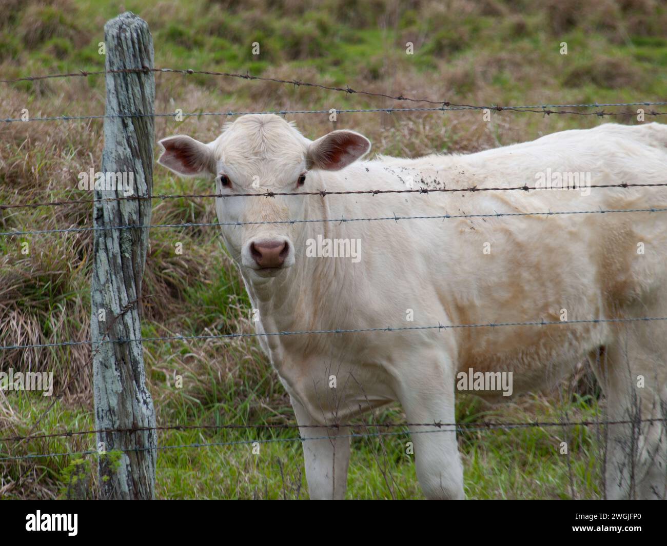 Vitello Charolais dietro una recinzione. Questa razza bovina francese viene allevata per la carne. Foto Stock