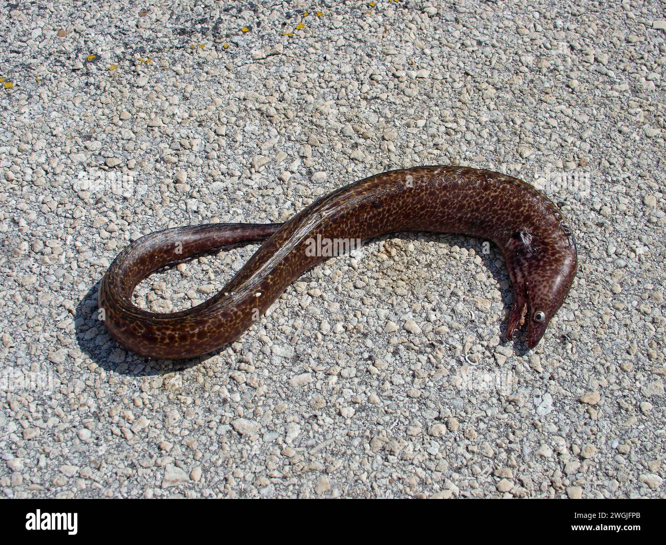 Muraglia morta ondulata (Gymnothorax undulatus) su una strada asfaltata. Foto Stock