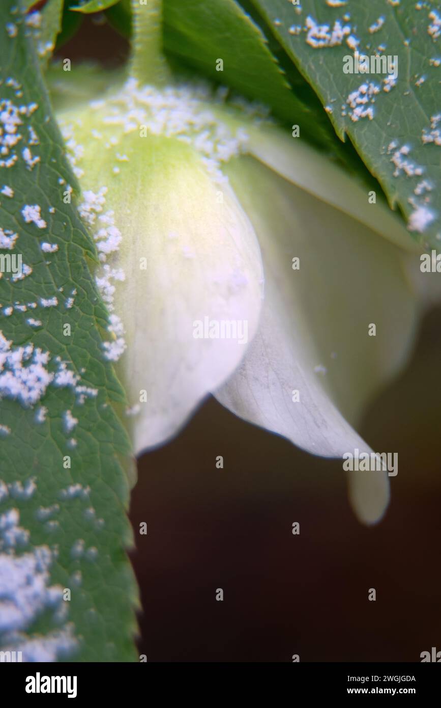 Il fiore di Natale (Helleboro) è raffigurato in primo piano. Questo fiore insolito fiorisce in inverno Foto Stock
