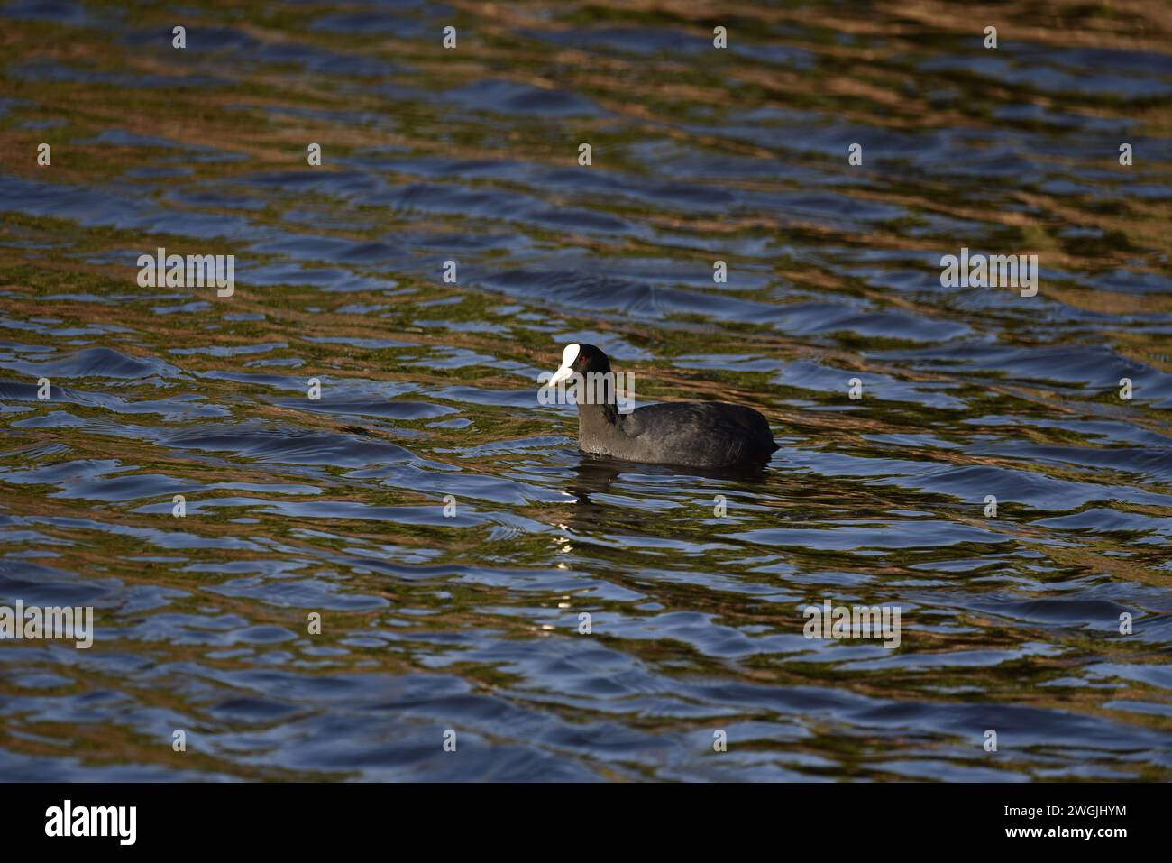 Eurasian Coot (Fulica atra) nuoto da destra a sinistra su un fiume nel pomeriggio di un inverno soleggiato nello Staffordshire, Inghilterra, Regno Unito Foto Stock