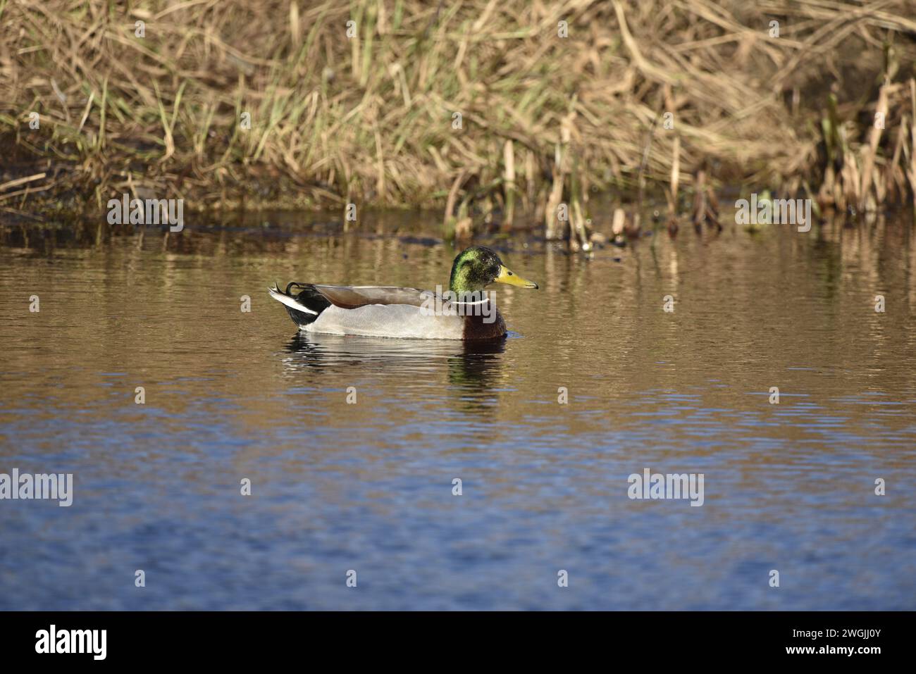 Drake Mallard (Anas platyrhynchos) nuoto da sinistra a destra, Centro dell'immagine, in un Sunny Winter's Day su un fondo di River Bank, scattato nel Regno Unito Foto Stock