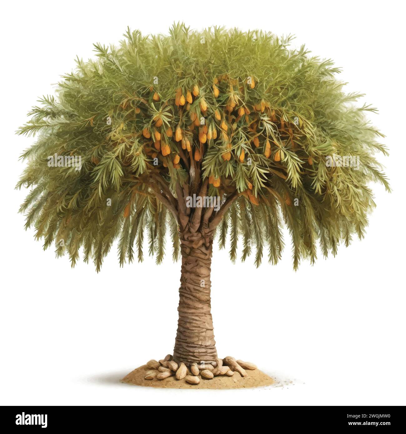 Palma del deserto verde o vettore di alberi da dattero Illustrazione Vettoriale