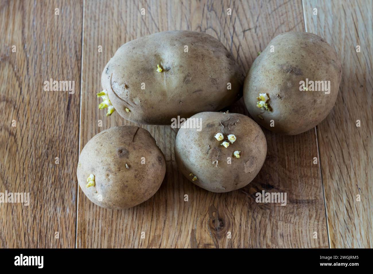 Swift è una varietà di primi tuberi-seme di patate. Foto Stock