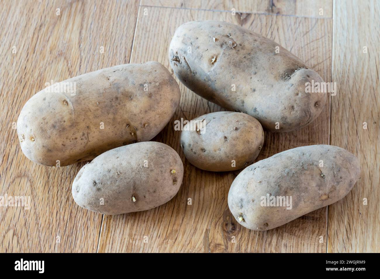 Le Charlotte sono una varietà di patate di seconda generazione. Foto Stock