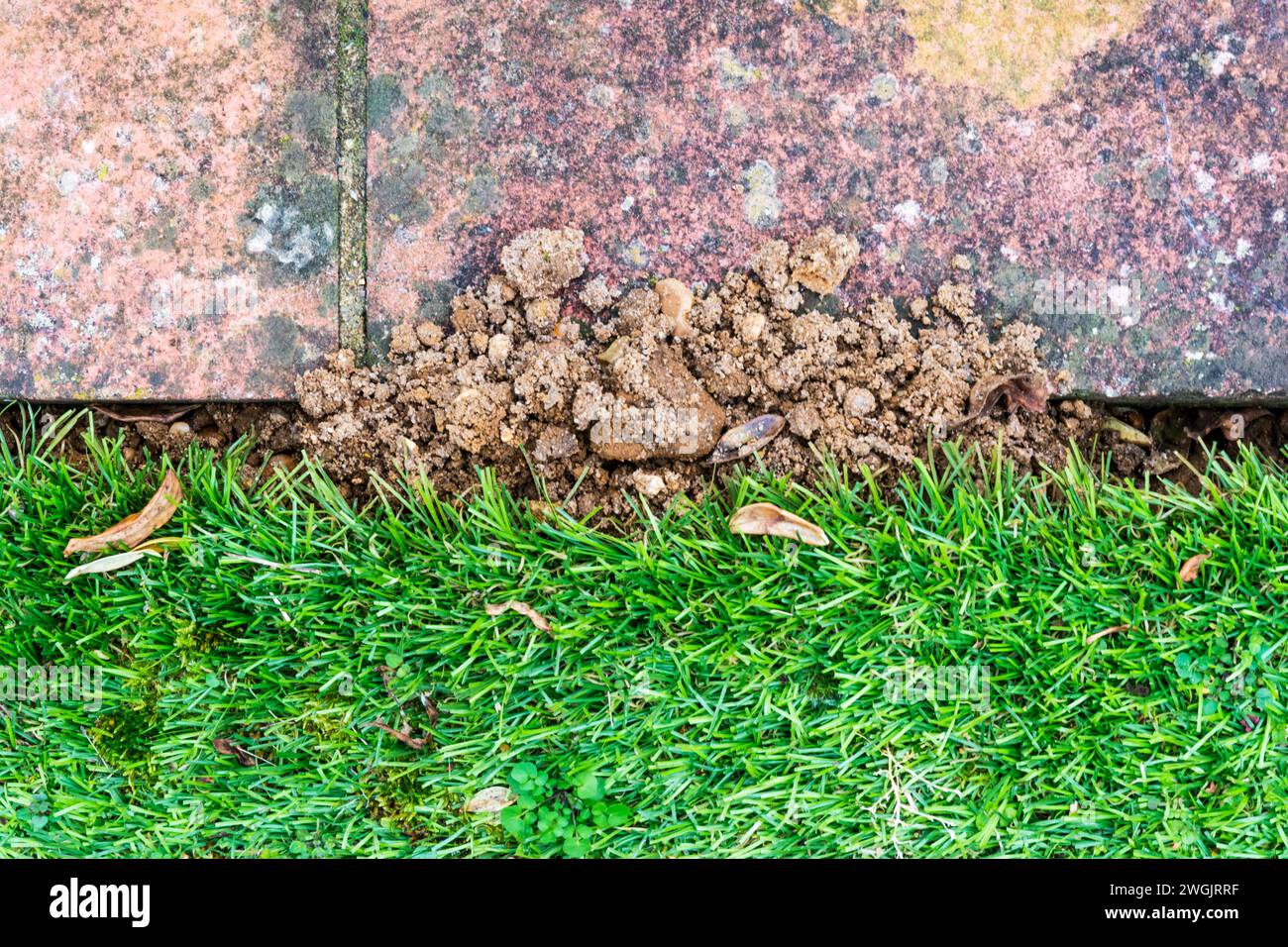 Molehill gettata all'incrocio tra tappeti erbosi artificiali e sentieri asfaltati. Foto Stock