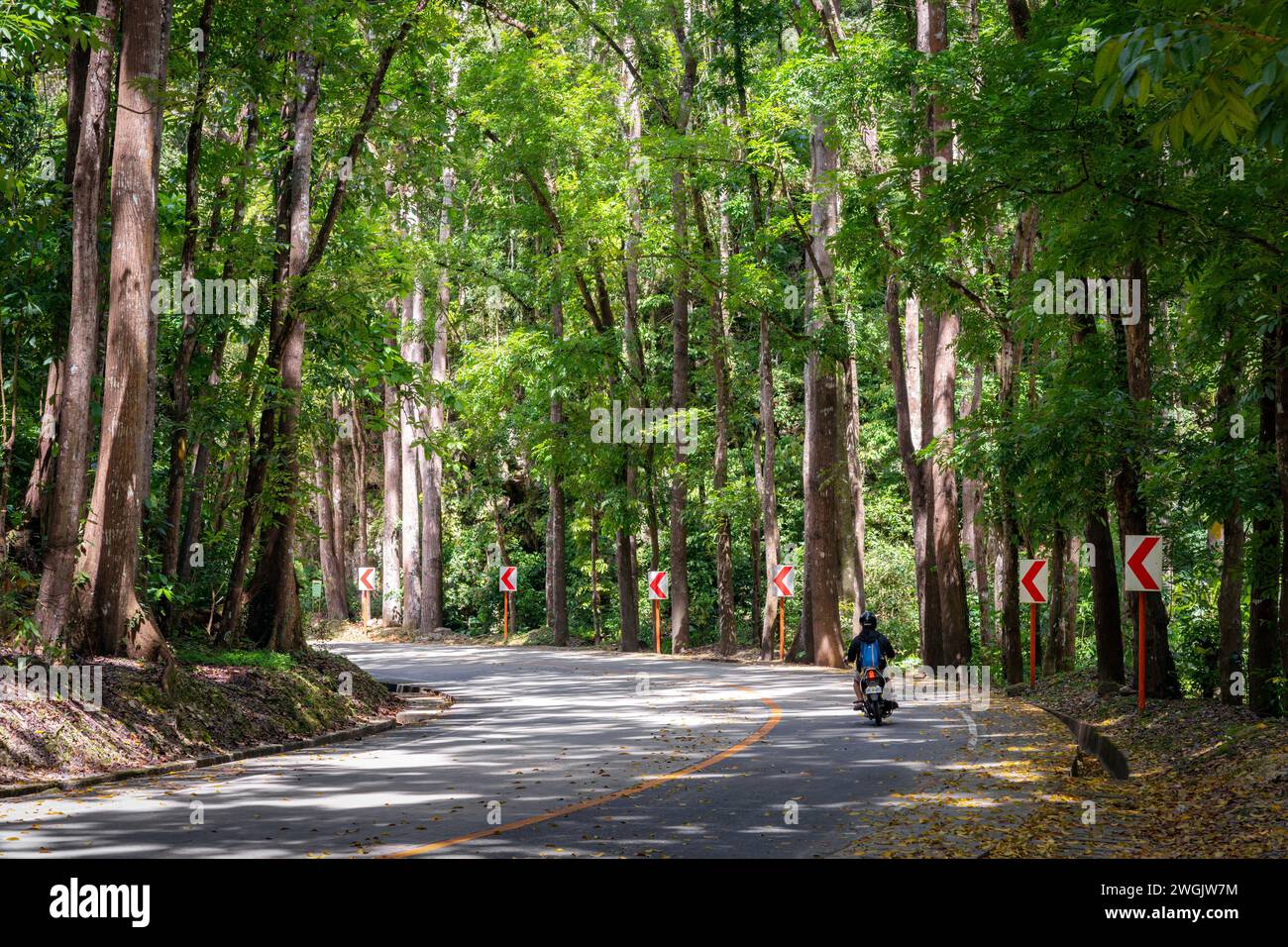 Una persona in moto su una strada tortuosa nella foresta artificiale di Bilar, l'isola di Bohol, Filippine. Foto Stock