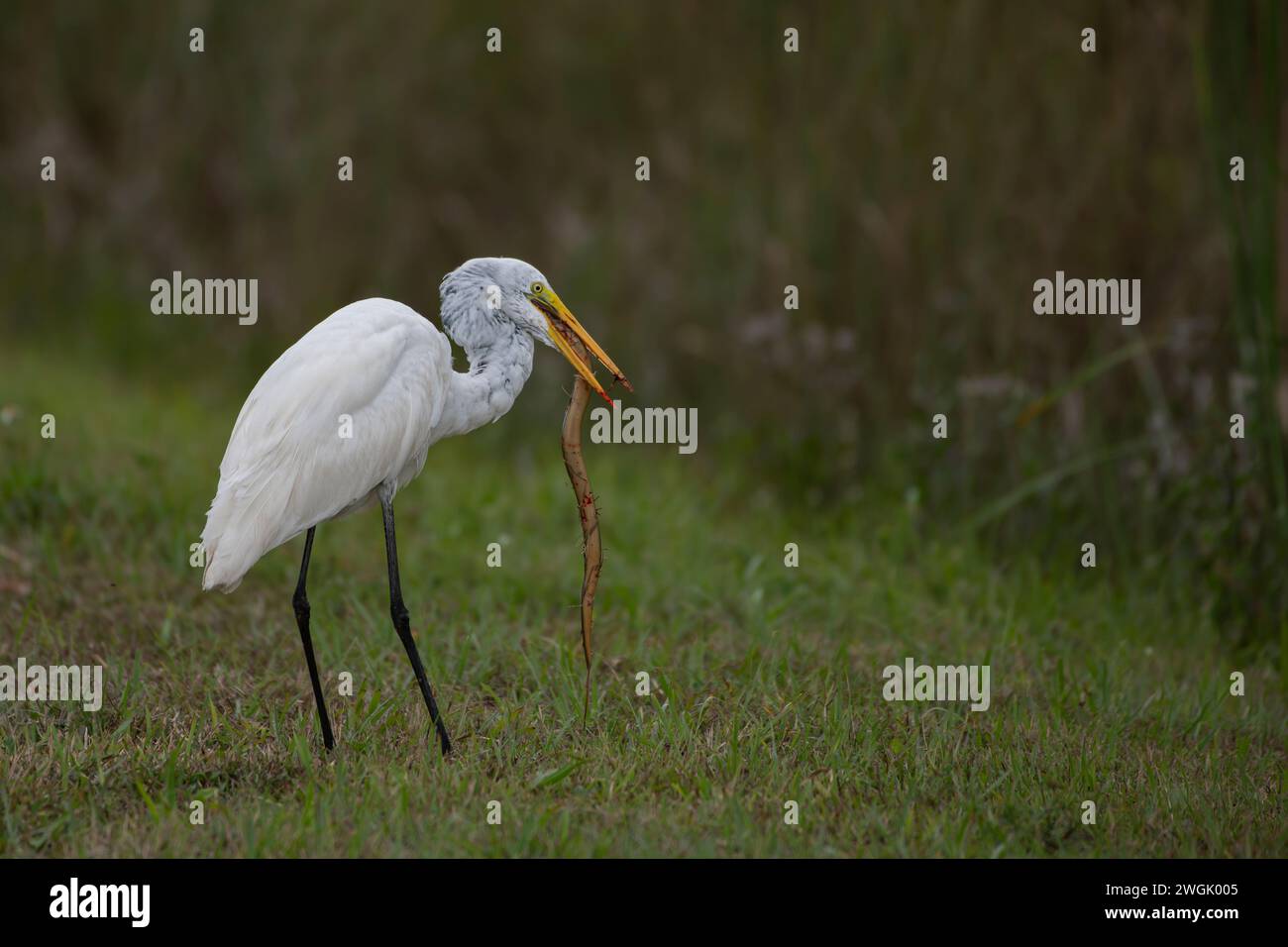 Un'egret con un serpente nel becco in piedi su un campo erboso. Foto Stock