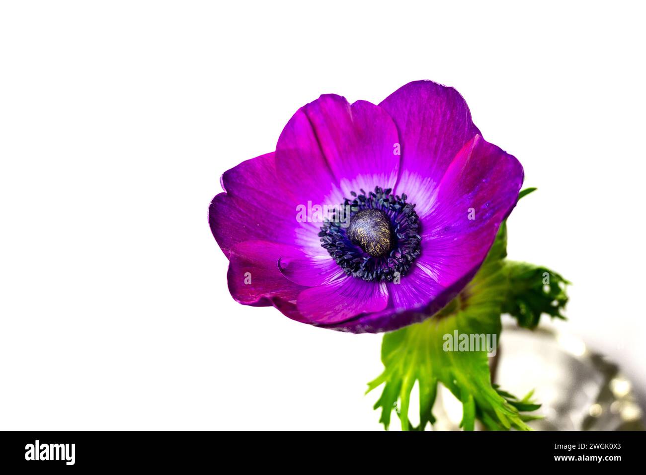 fiori di anemone viola con sfondo bianco. Foto Stock