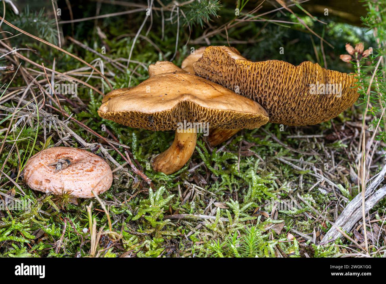 Bolete bovino (R), tappo di zafferano (L), Sherford Bridge, Dorset, Regno Unito Foto Stock