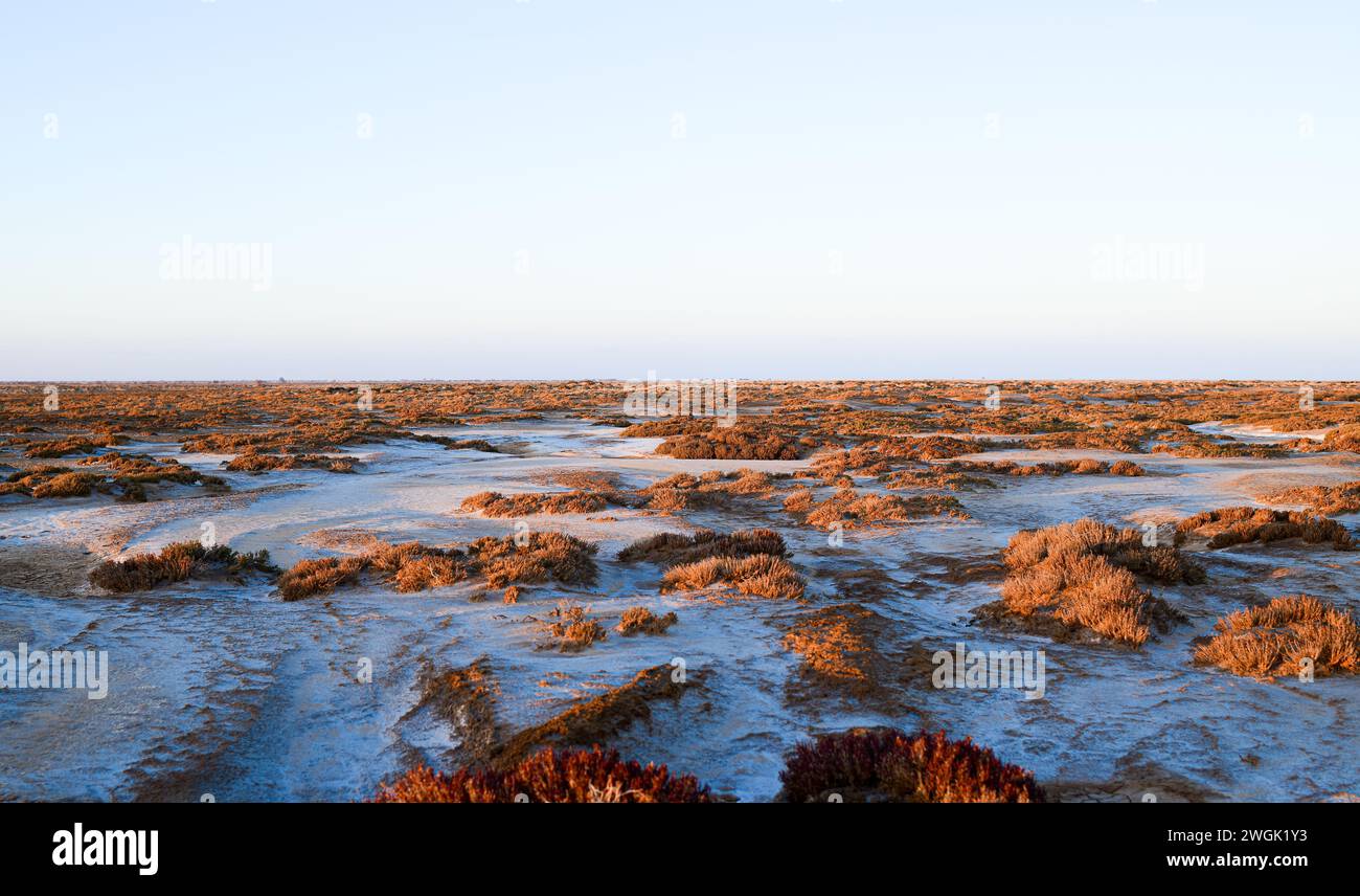 (Marsh) bacino idrico sedimentario piatto non pieno di acqua Foto Stock