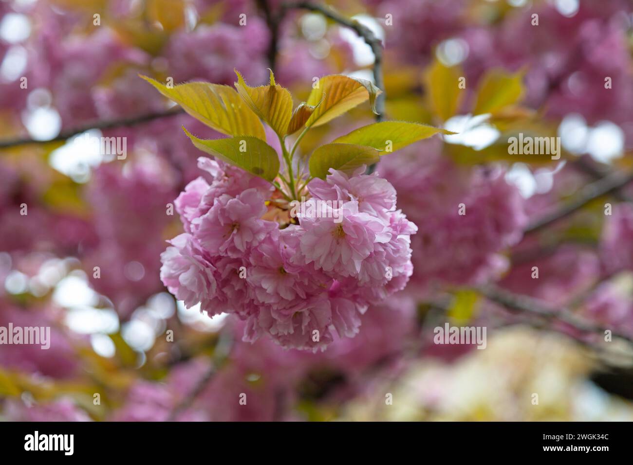 Primo piano sui fiori di un Prunus serrulata o ciliegio giapponese (chiamato anche ciliegio collinare, ciliegio orientale o ciliegio asiatico orientale). è una specie di c Foto Stock