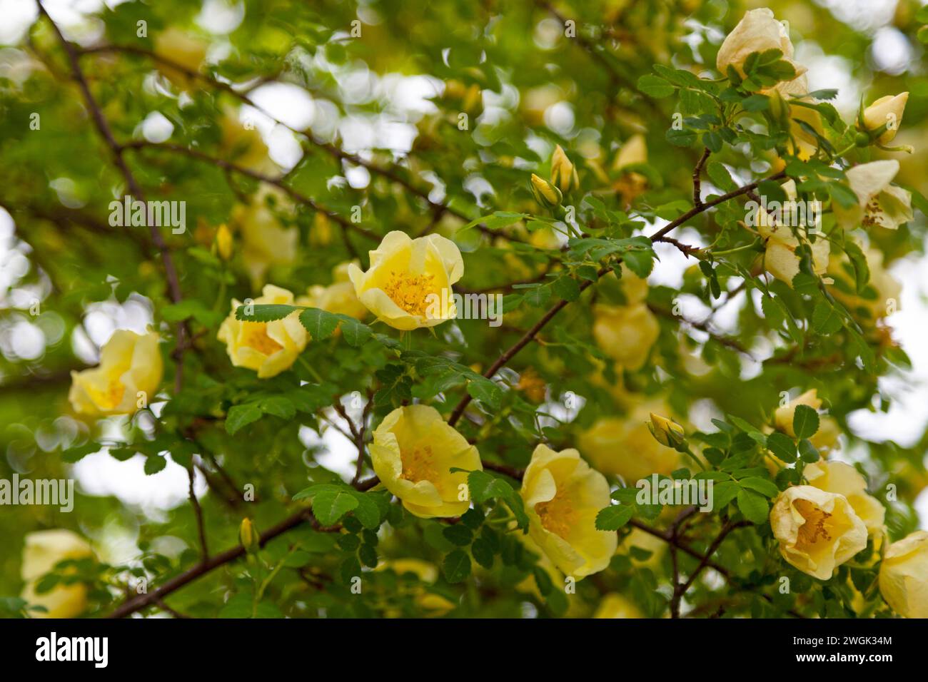 Primo piano sui fiori di una Rosa hugonis conosciuta anche come la rosa di padre Hugo o la rosa d'oro della Cina. Foto Stock