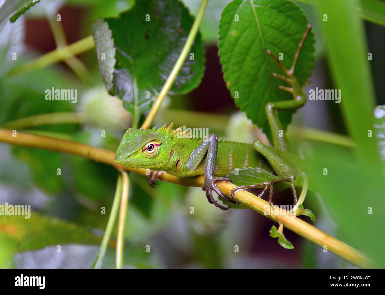 Comune verde foresta lucertola, verde foresta Calotes, Sägerückenagame, Calotes calotes, Sri Lanka Foto Stock