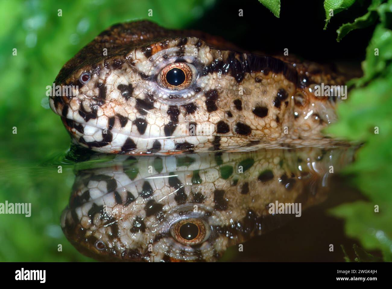 Lucertola di coccodrillo cinese, Chinesische Krokodilschwanzechse, lézard Crocodile de Chine, Shinisaurus crocodilurus, krokodilfarkú bütykösgyík Foto Stock