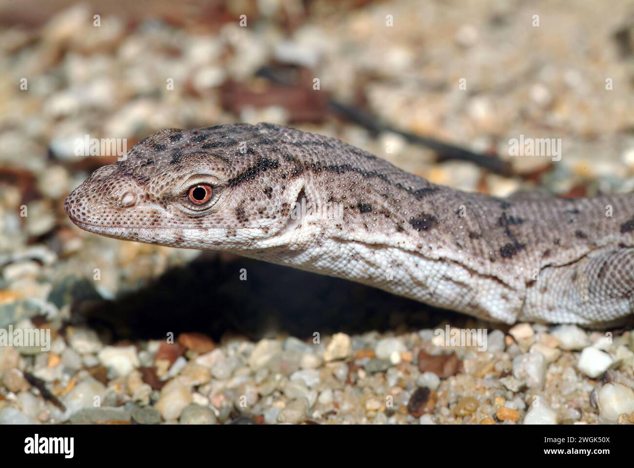 Monitor mulga pigmeo, monitor Gillen, monitor mulga, Gillens Zwergwaran, Varanus gilleni, varánusz Foto Stock