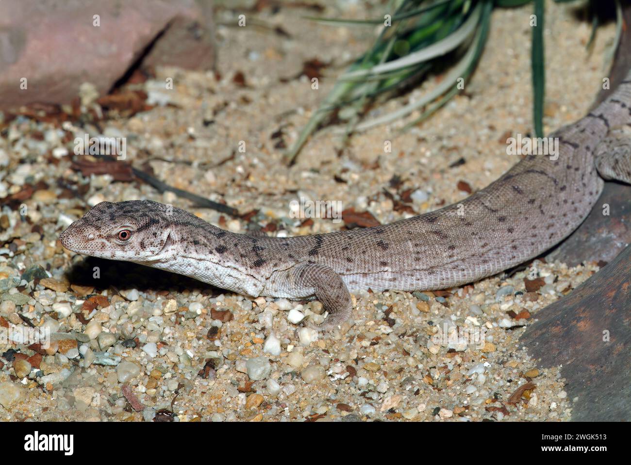 Monitor mulga pigmeo, monitor Gillen, monitor mulga, Gillens Zwergwaran, Varanus gilleni, varánusz Foto Stock