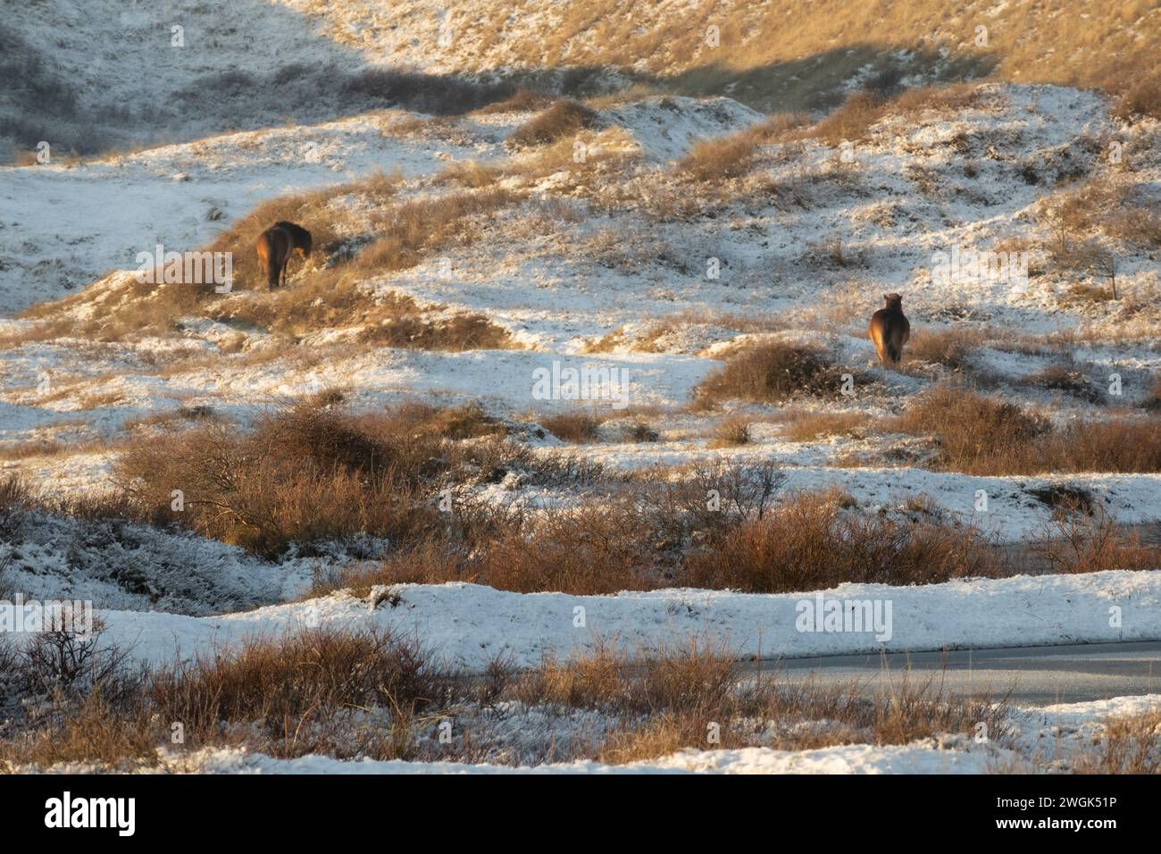 Cavalli selvatici nelle dune invernali tra Egmond e Bergen aan Zee (Paesi Bassi). Dopo una notte fredda con alcune docce invernali, la natura si risveglia Foto Stock