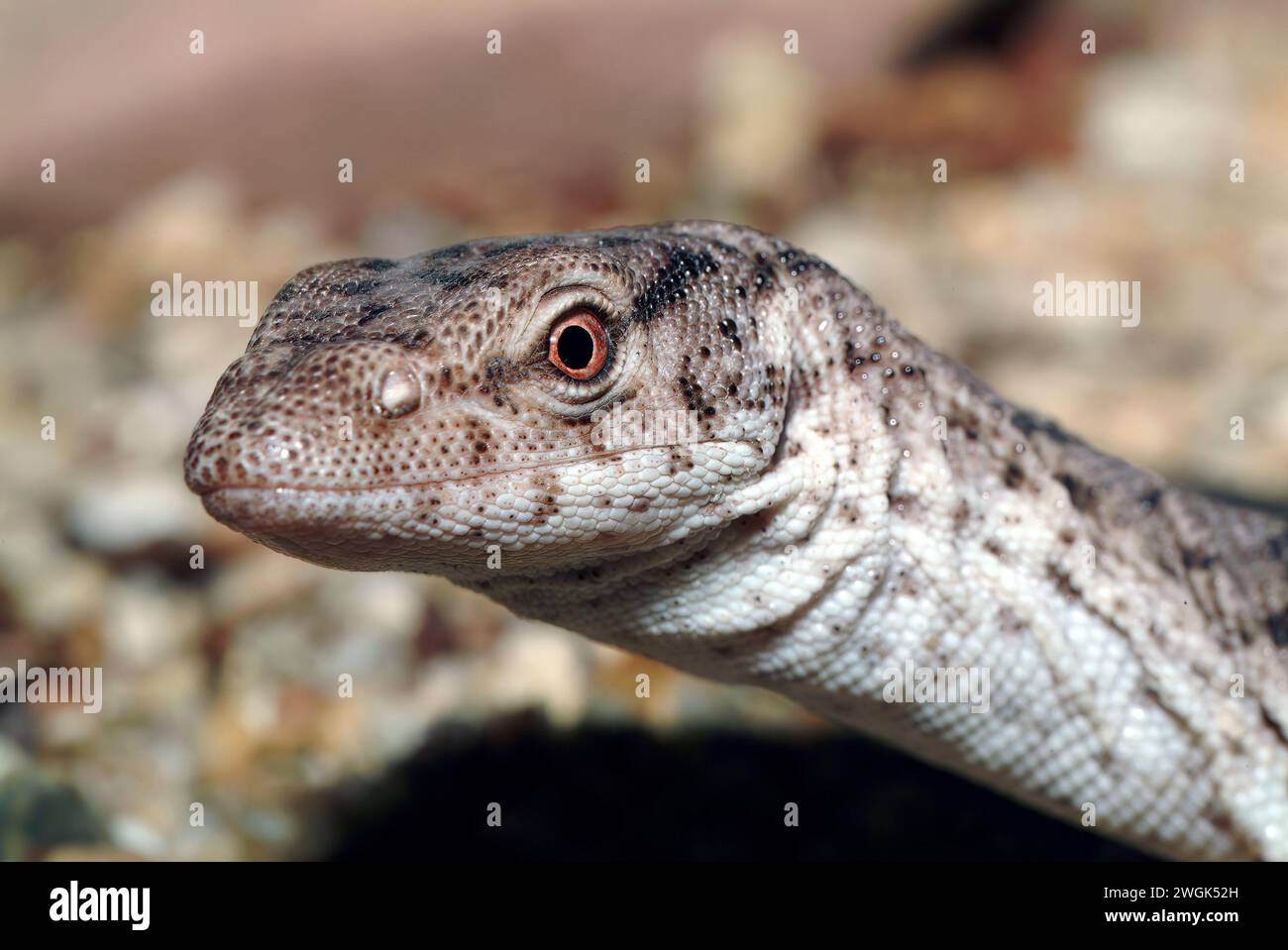 Monitor mulga pigmeo, monitor Gillen, monitor mulga, Gillens Zwergwaran, Varanus gilleni, varánusz Foto Stock