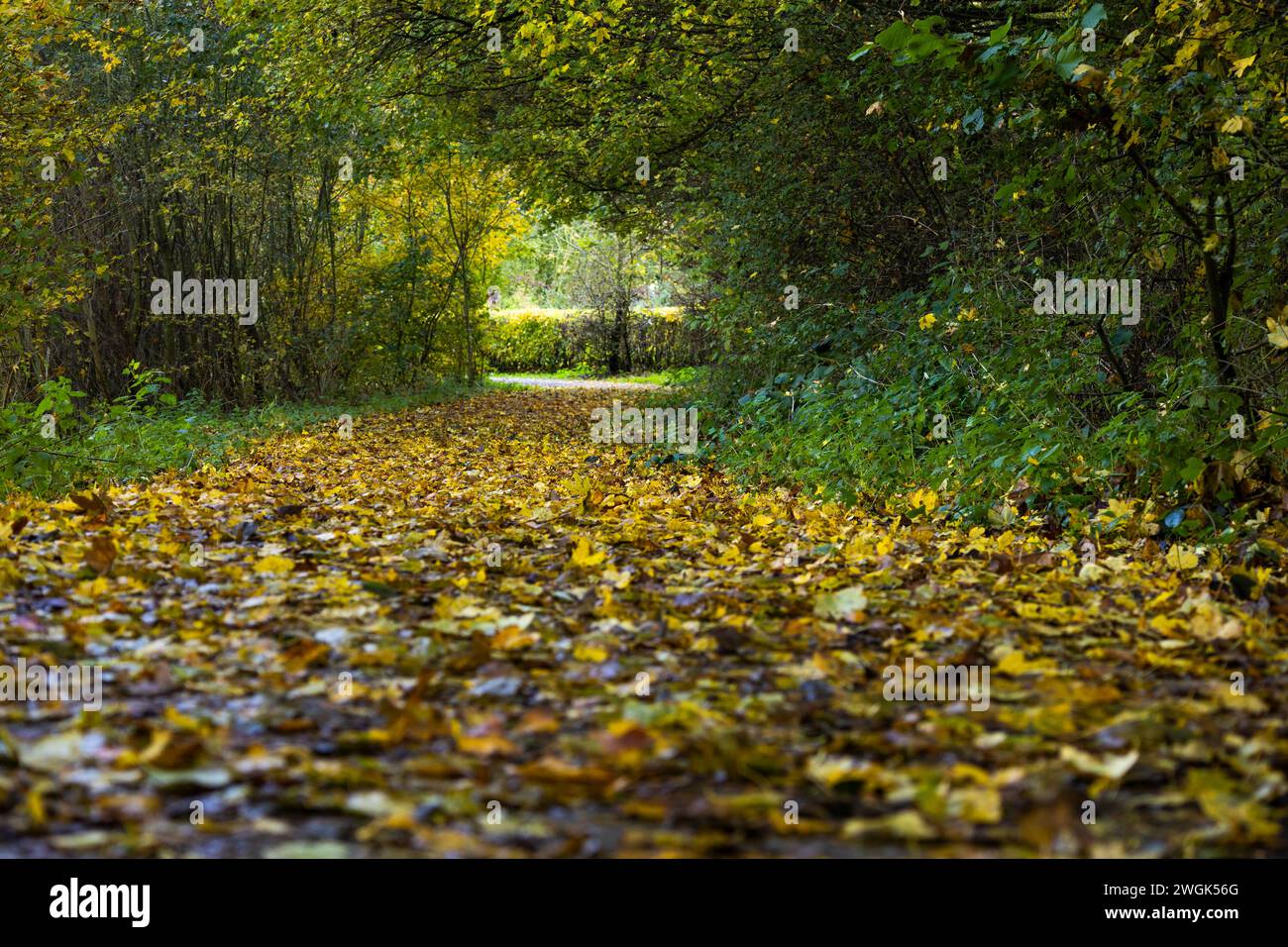 Tunnel di alberi e foglie dai colori autunnali nell'area ricreativa di Geestmerambacht. Autunno nei Paesi Bassi le foglie diventano gialle e marroni. Foto Stock