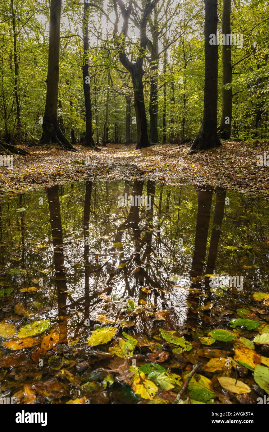 È autunno. Le foglie cadute galleggiano in una pozza d'acqua dopo una forte doccia a pioggia. La foresta di Heiloo mostra i suoi splendidi colori autunnali Foto Stock