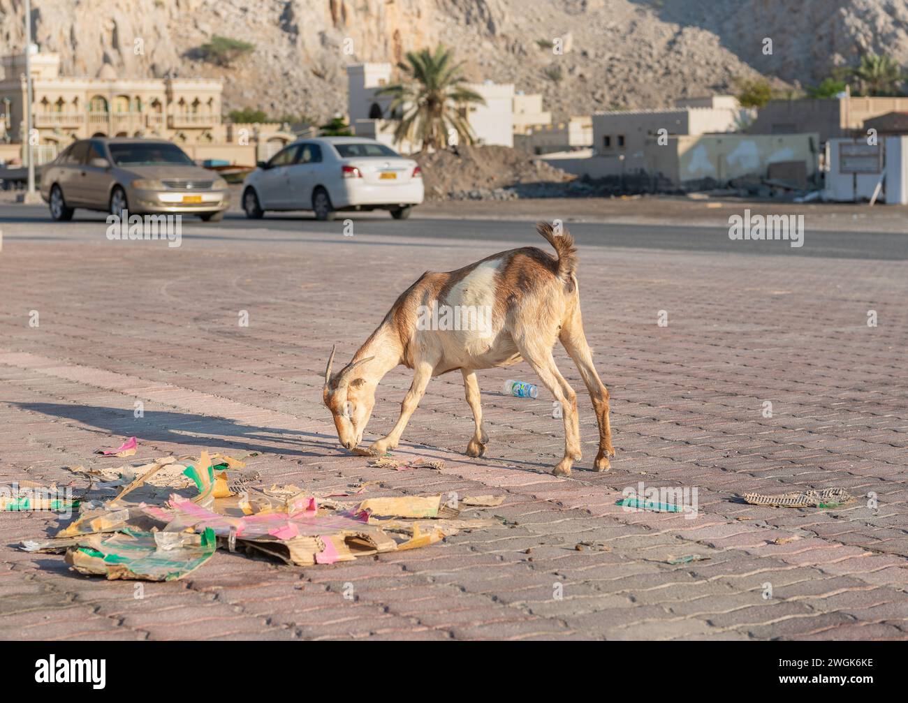 Capra selvaggia che mangia una scatola di cartone con traffico stradale deconcentrato che passa dietro, khasab, Mussandam, Oman Foto Stock