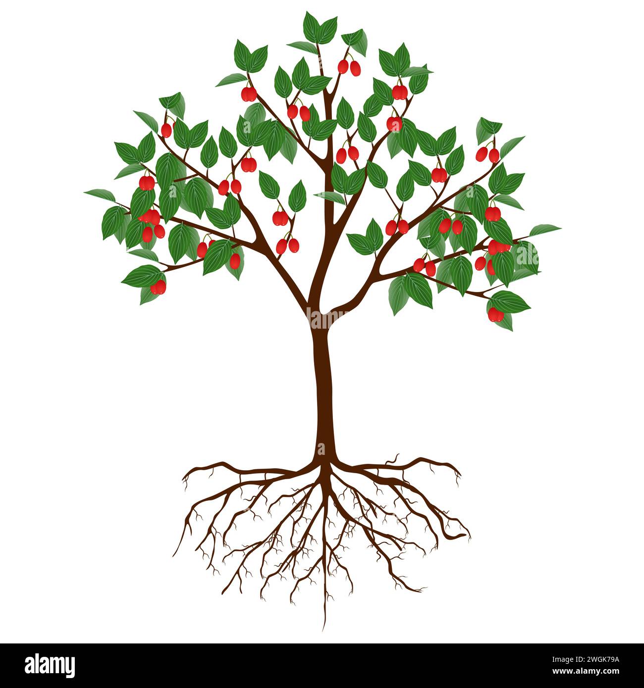 Albero di Dogwood con frutti e radici su sfondo bianco. Illustrazione Vettoriale