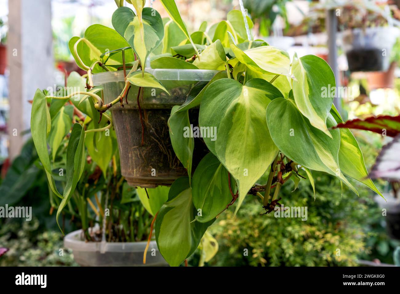 Philodendron Brasil hederaceum foglia di cuore variegata in un vaso appeso Foto Stock