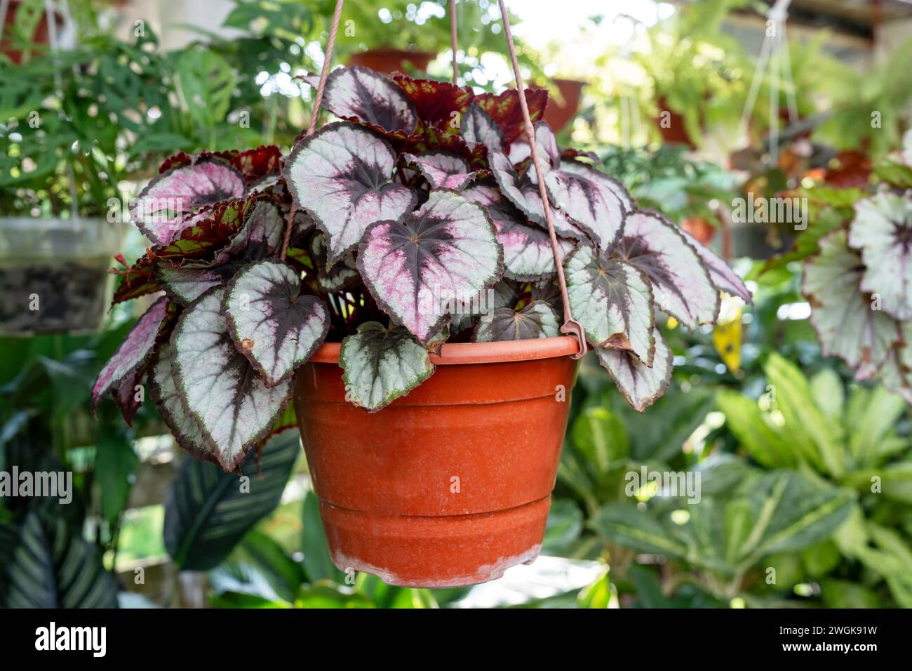 Begonia a foglia dipinta begonia rex principe rosa affascinante in una pentola Foto Stock