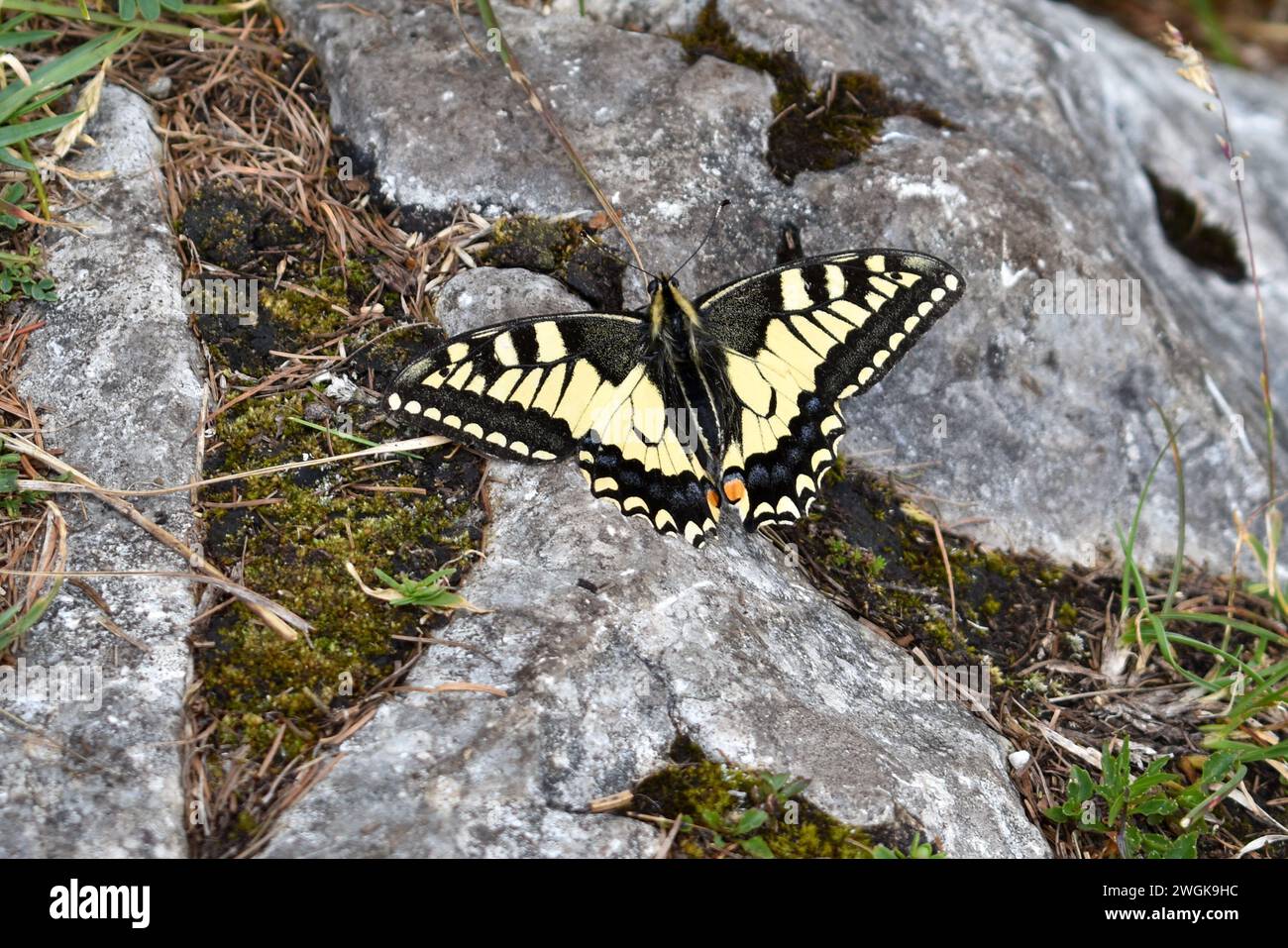 La coda di rondine del vecchio mondo (papilio machaon) fa una farfalla su una roccia Foto Stock