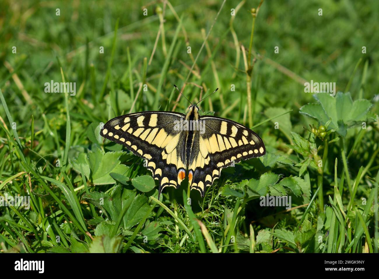 Farfalla della coda di rondine del Vecchio mondo (papilio machaon) in un prato verde Foto Stock