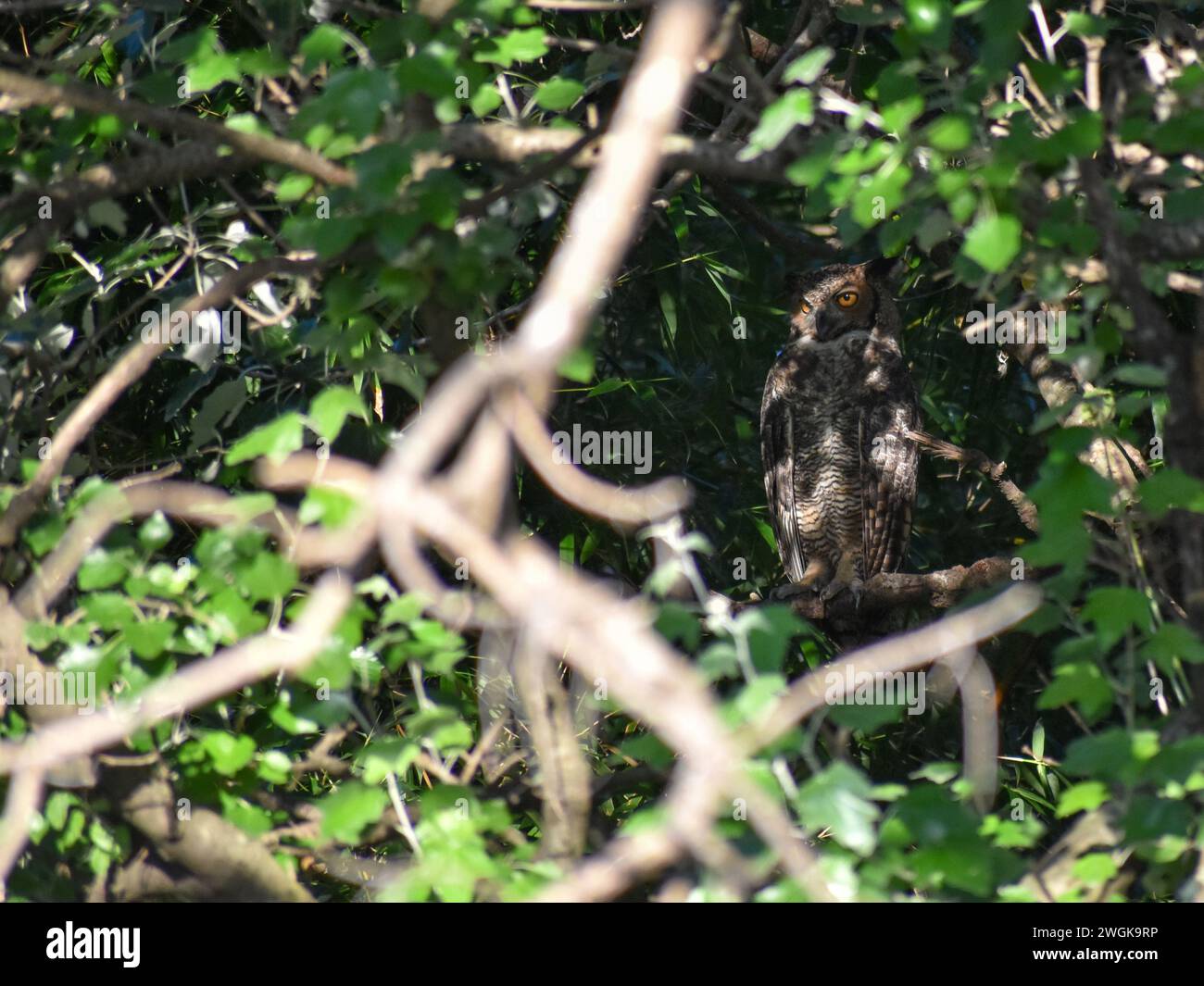 Grande gufo cornuto (bubo virginianus) o gufo tigre, nel suo nascondiglio diurno in un parco a Buenos Aires, Argentina Foto Stock