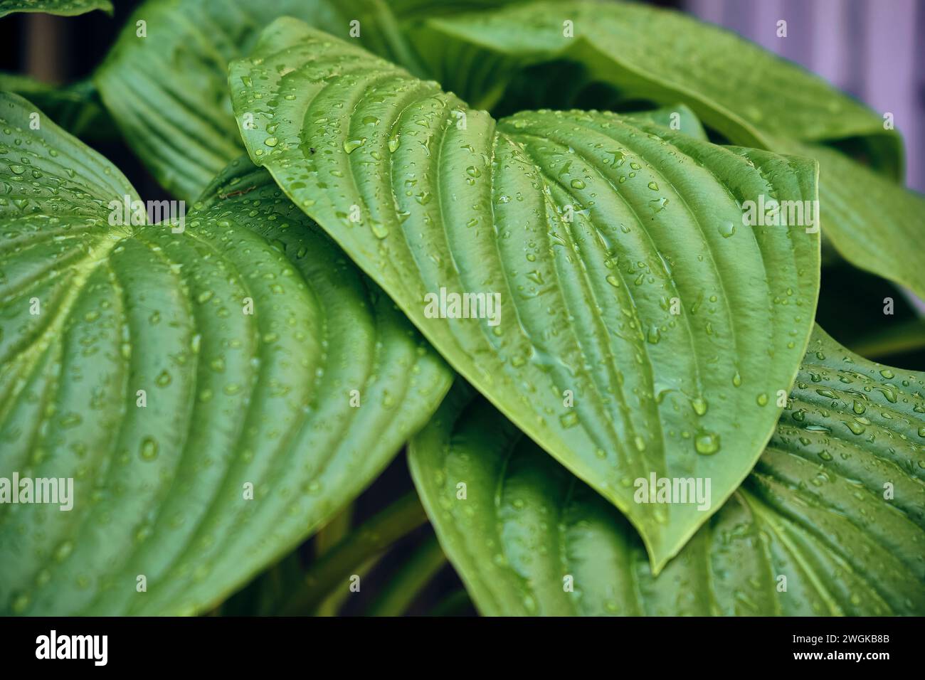 Calla (Zantedeschia aethiopica) dopo la tempesta nel patio di una casa cittadina. Piano di dettaglio con focus in avanti. Foto Stock