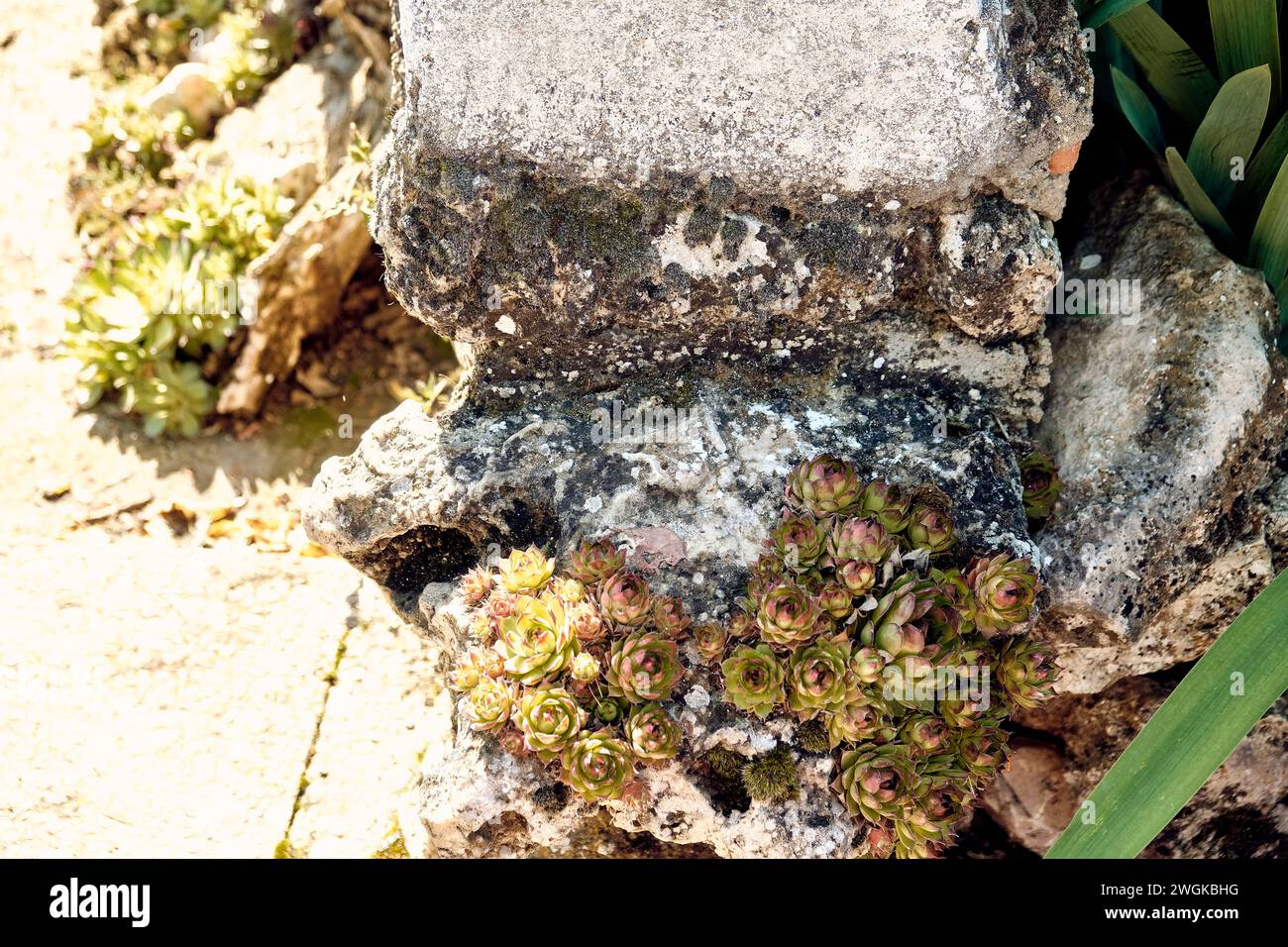 Gigli (Iris) e immortelles (Sempervivum) nel patio di una casa di città. Piano di dettaglio nella piantatrice di pietre. Foto Stock