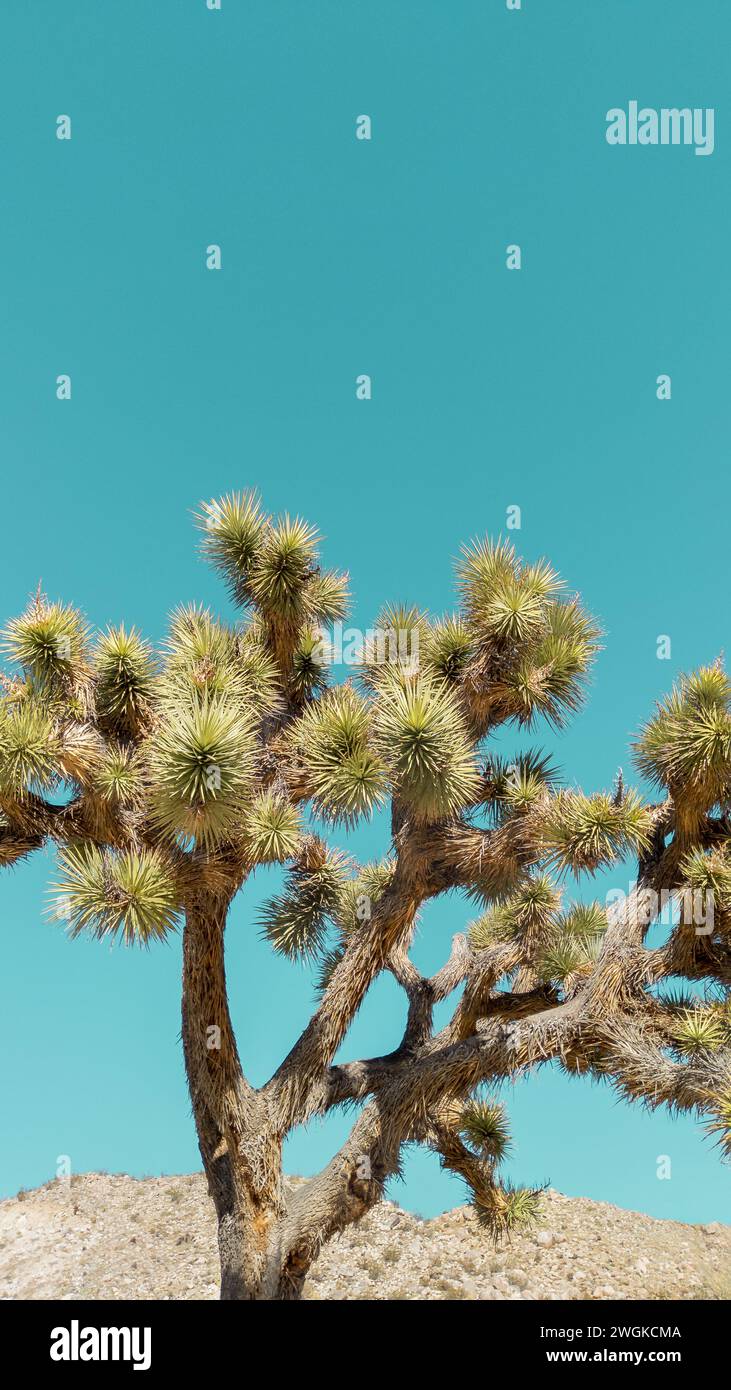 Joshua Tree con un cielo azzurro e uno spazio di copia in formato 9:16 Foto Stock Joshua Tree con un cielo azzurro e uno spazio di copia in formato 9:16 Foto Stock
