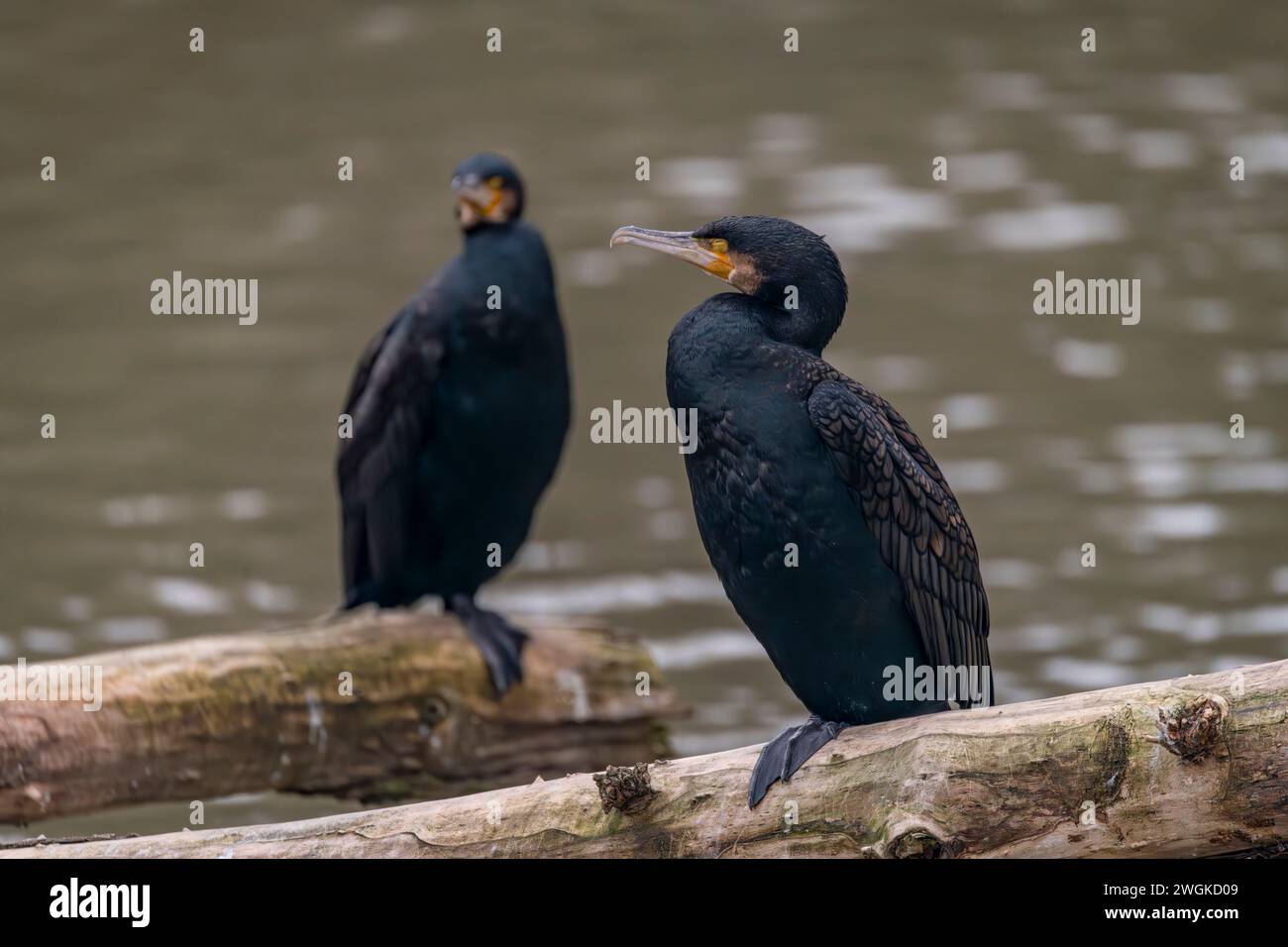 Grande uccello con lunghe ali bagnate vicino allo stagno nella foresta invernale Foto Stock