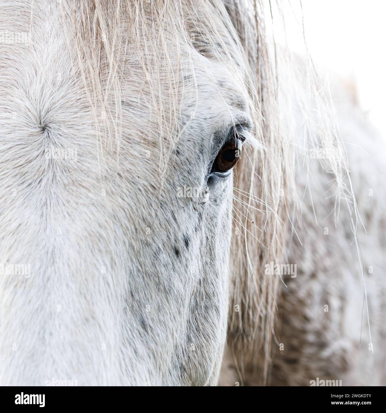 Un ritratto parziale da vicino di un bellissimo cavallo bianco. Foto Stock