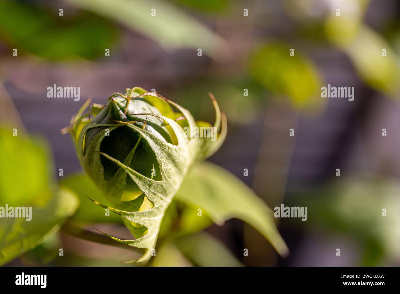 Boccioli di fiori di cotone verde, chiamati "bolls" con fiori di cotone non maturi, vista ravvicinata, Dubai, Emirati Arabi Uniti. Foto Stock